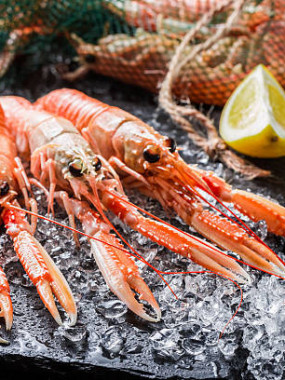 Langoustine Bretonne cuite moyenne